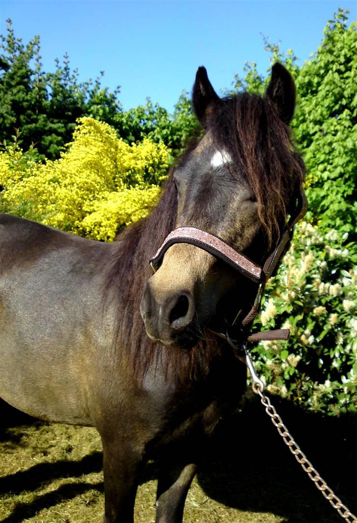 Welsh Pony (sec B) | Miss Dusty Fairytale | solgt | - Ude at gå, og det er første gang hun har bid i munden :´D billede 19