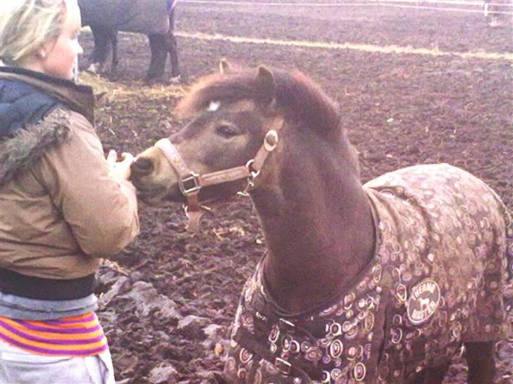 Welsh Pony (sec B) | Miss Dusty Fairytale | solgt | - Dusty & Jeg d. 23 marts 2010<3 jeg elsker dig. billede 20