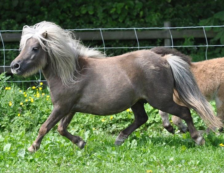 Shetlænder Zilver Sun v.d. Nijkamphoeve - Så smuk lille hoppe. billede 18