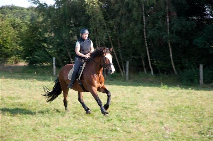 Ardenner Pallas Athene - Solgt - Wroouum Wroooum!!!! billede 8