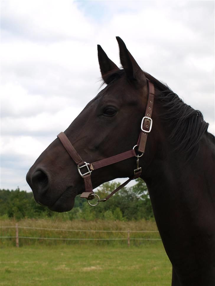 Dansk Varmblod Woopi Ask R.I.P billede 1