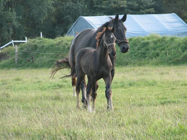 Dansk Varmblod Woopi Ask R.I.P billede 2