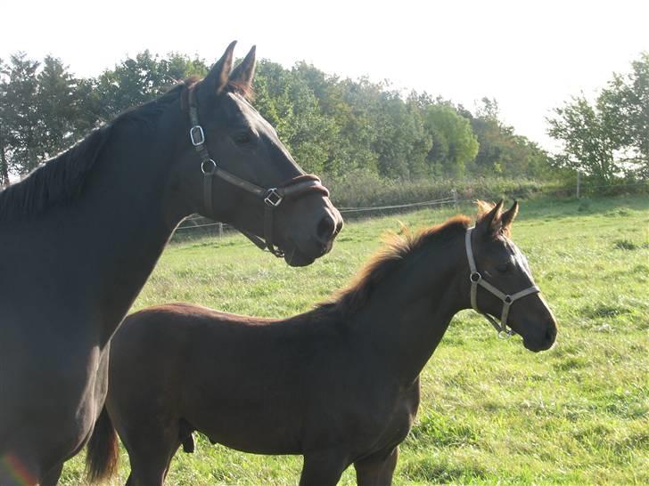 Dansk Varmblod Woopi Ask R.I.P - Her står hun med sit smukke De Noir føl, en dejlig dreng billede 3