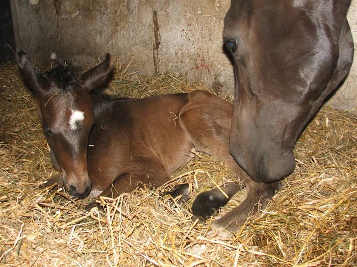 Dansk Varmblod Woopi Ask R.I.P - her har woopi lige fået det smukkeste og mest ædle De Noir føl,  billede 4