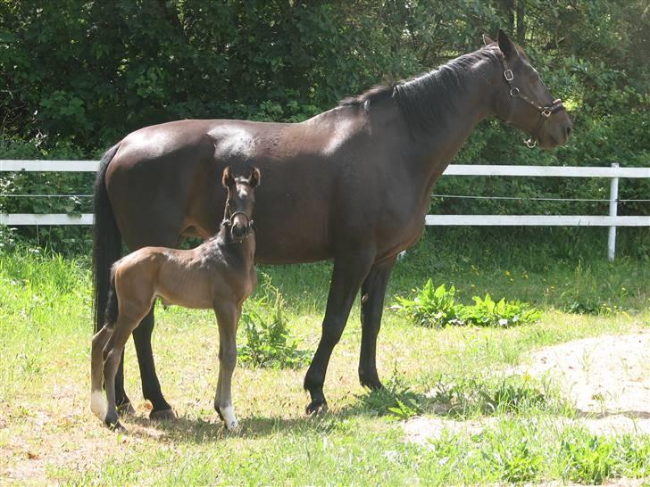 Dansk Varmblod Woopi Ask R.I.P billede 5