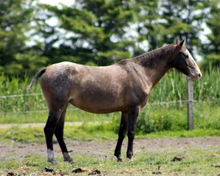 Knabstrupper Roosgårdens Frønse *redet billede 9