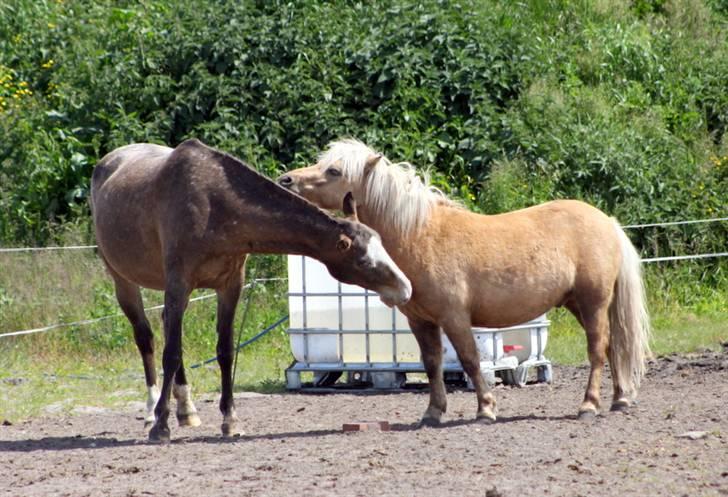 Knabstrupper Roosgårdens Frønse *redet billede 10