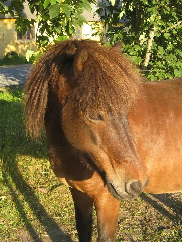 Islænder Flugfaxi fra Solkær - Ihh, han kan (næsten) se ædel ud :b billede 12