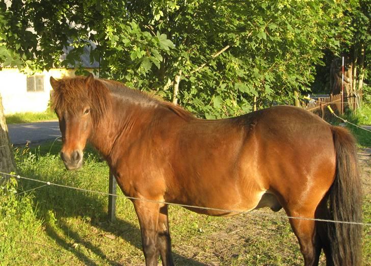 Islænder Flugfaxi fra Solkær - Hva så tykke ;) billede 13