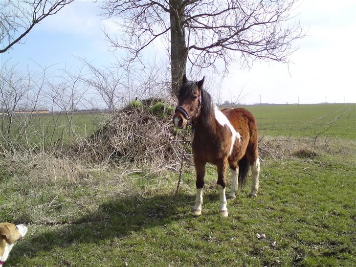 Pinto django - django ud på græs billede 1