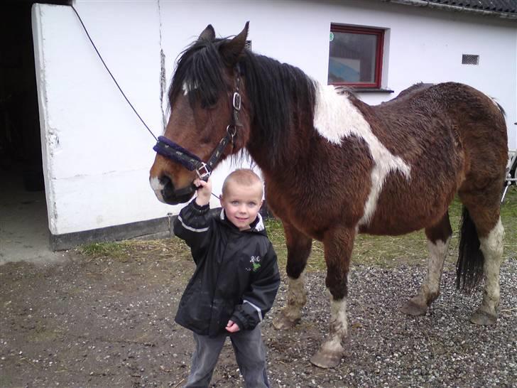 Pinto django - min søn og django efter en dejlig ride tur billede 2
