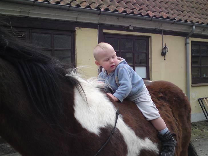 Pinto django - min mindste søn er ud og ride billede 3