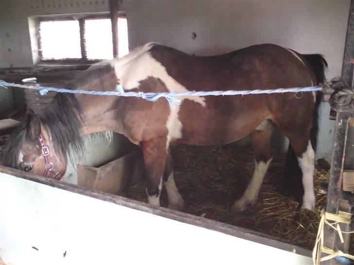 Pinto django - django på stald billede 4