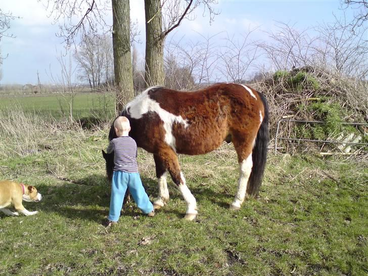 Pinto django - django og min melemste søn billede 5