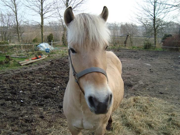 Fjordhest Julie Sejr billede 17