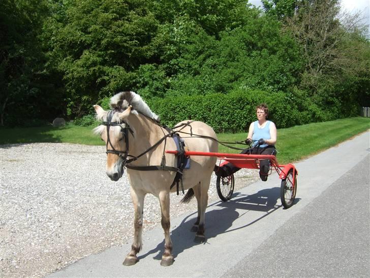 Fjordhest Julie Sejr billede 18