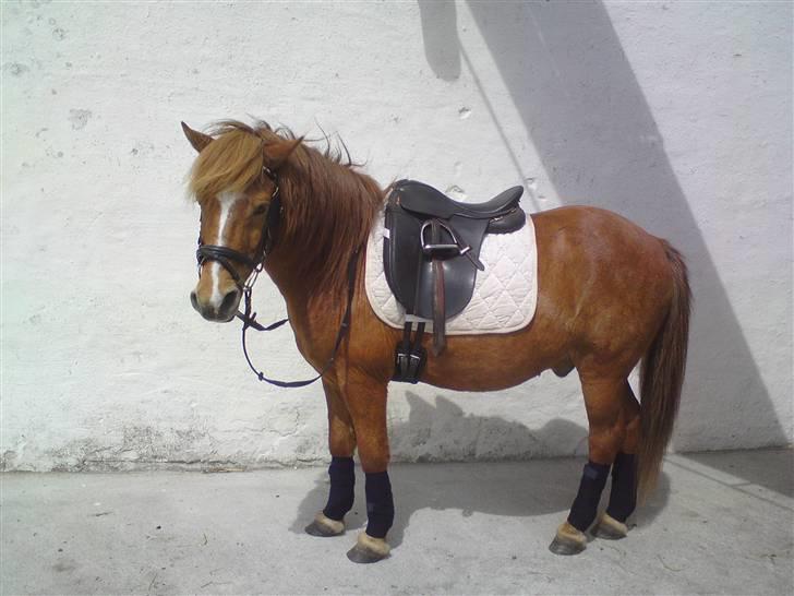 Anden særlig race Bobby Solgt - Neej så fiin<3 Bobby! elsker dig! billede 6