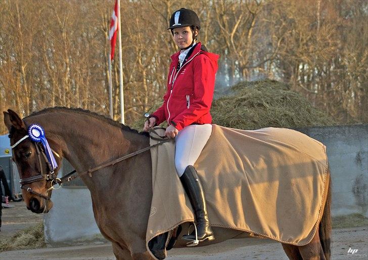 Dansk Varmblod Faster - 2. plads i Lc1 Åstrup Foto: www.heapphotography.com billede 8