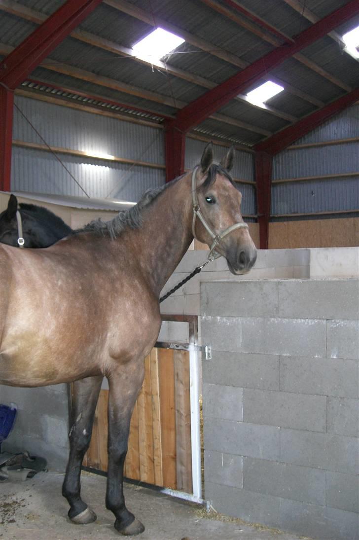 Anden særlig race Milancio S - Milancio på stald hos Maria Von der Lieth. Glad og tilfreds hest. billede 13