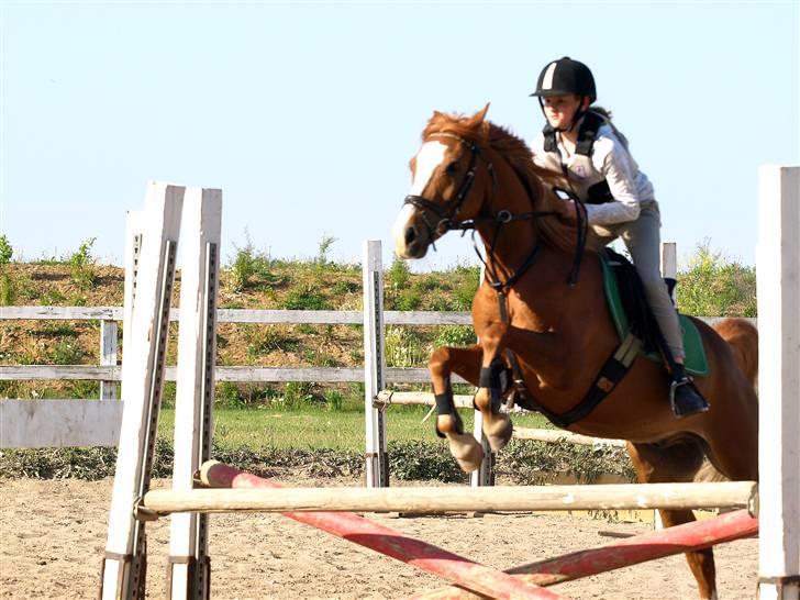 Anden særlig race Passir - Sommer 08 | Foto: Helle Krogh billede 4