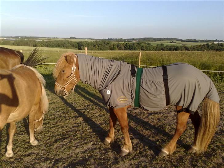 Islænder Reddi - Reddi med hans nye exem-dækken billede 16