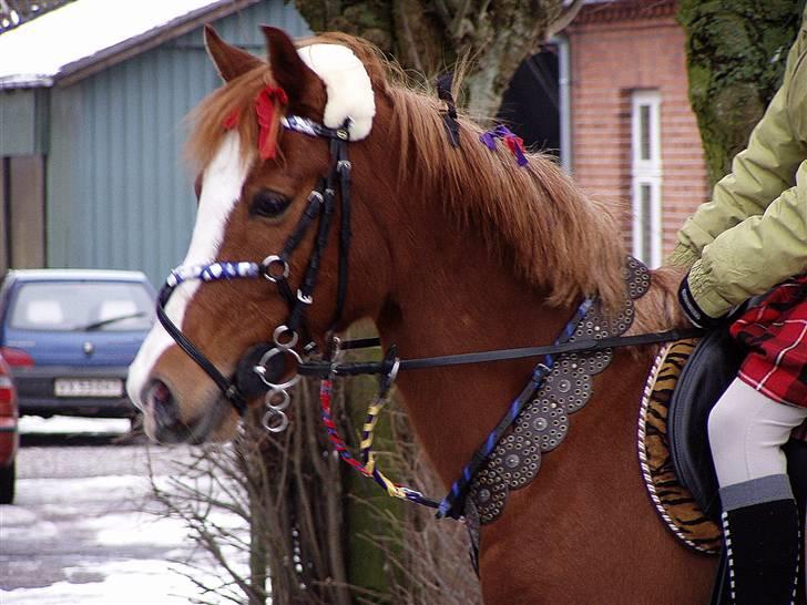 Anden særlig race Passir - Fastelavn 09 | Foto: Mor billede 5