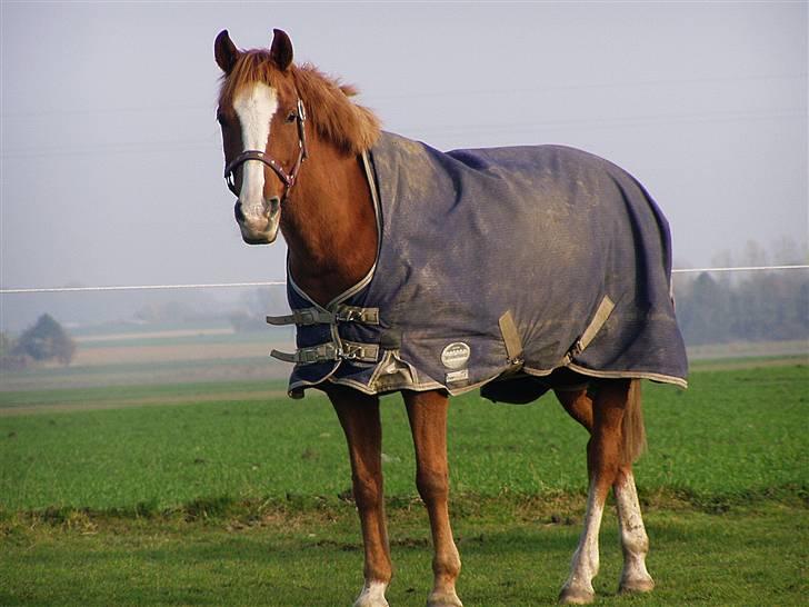 Anden særlig race Passir - Efterår 08 | Foto: Mig billede 6