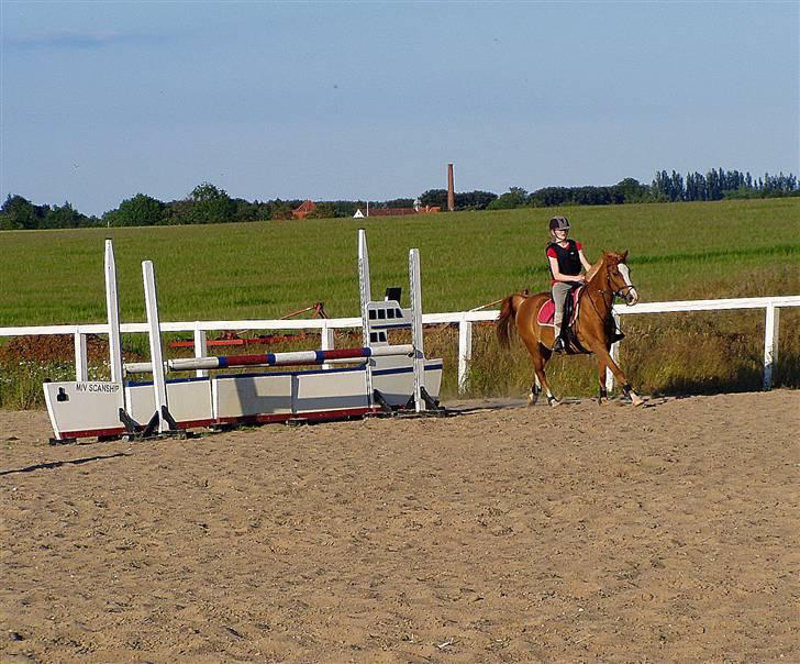 Anden særlig race Passir - Sommer 09, springkursus | Foto: Mor billede 7