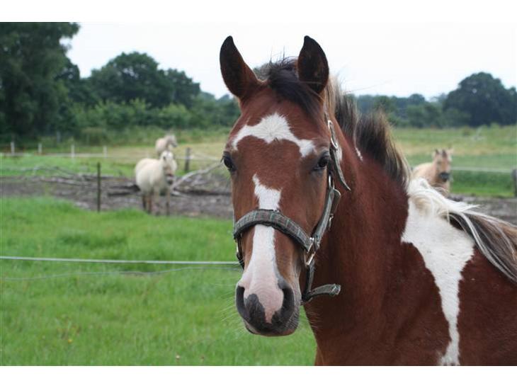 {{currentPhoto.altText}} billede {{currentPhoto.number}}