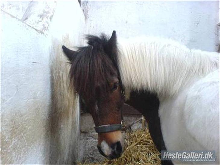 {{currentPhoto.altText}} billede {{currentPhoto.number}}