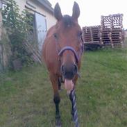 Anden særlig race Tequila