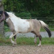 Anden særlig race scoopy