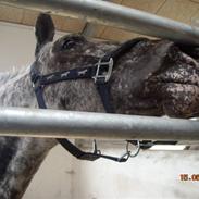 Appaloosa Benno  Solgt :'(  <3