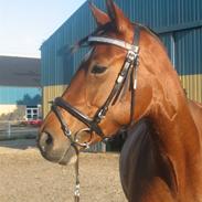 Dansk Varmblod Chanti