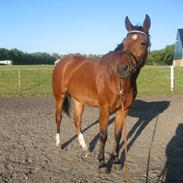 Dansk Varmblod Chanti