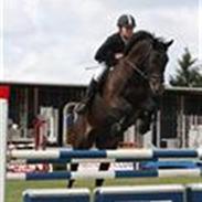 Dansk Varmblod Lucano B