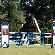 Dansk Varmblod Lucano B