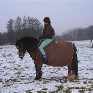 New Forest Tobias.