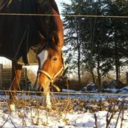Trakehner Carmelina