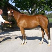 Trakehner Carmelina