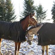 Trakehner Carmelina