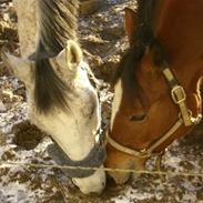 Trakehner Carmelina