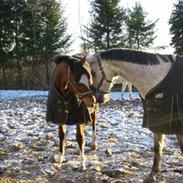 Trakehner Carmelina