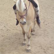 Fjordhest Gas Mads *solgt*