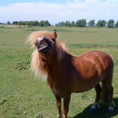 Shetlænder Speedy