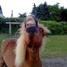 Shetlænder Speedy