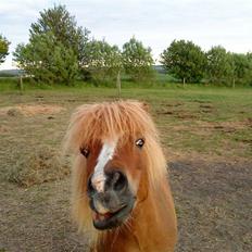 Shetlænder Speedy