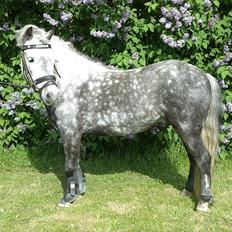 Welsh Pony (sec B) NM Porsche - Dengang :´(