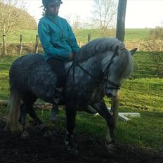 Welsh Pony (sec B) NM Porsche - Dengang :´(