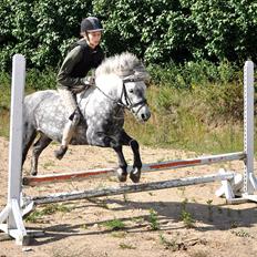 Welsh Pony (sec B) NM Porsche - Dengang :´(